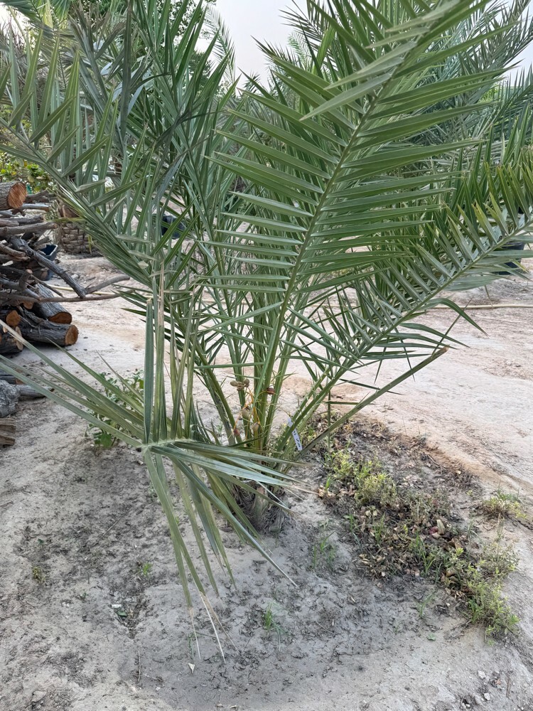 Premium Khalas Palm Trees - 7