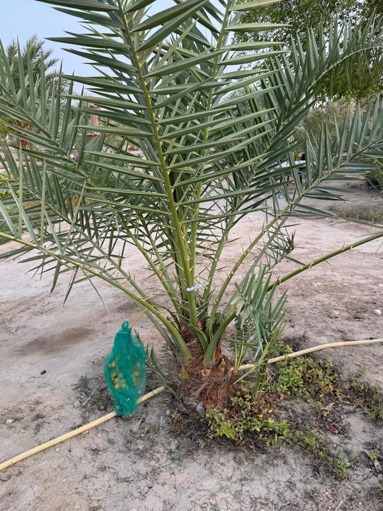 Premium Khalas Palm Trees - 6
