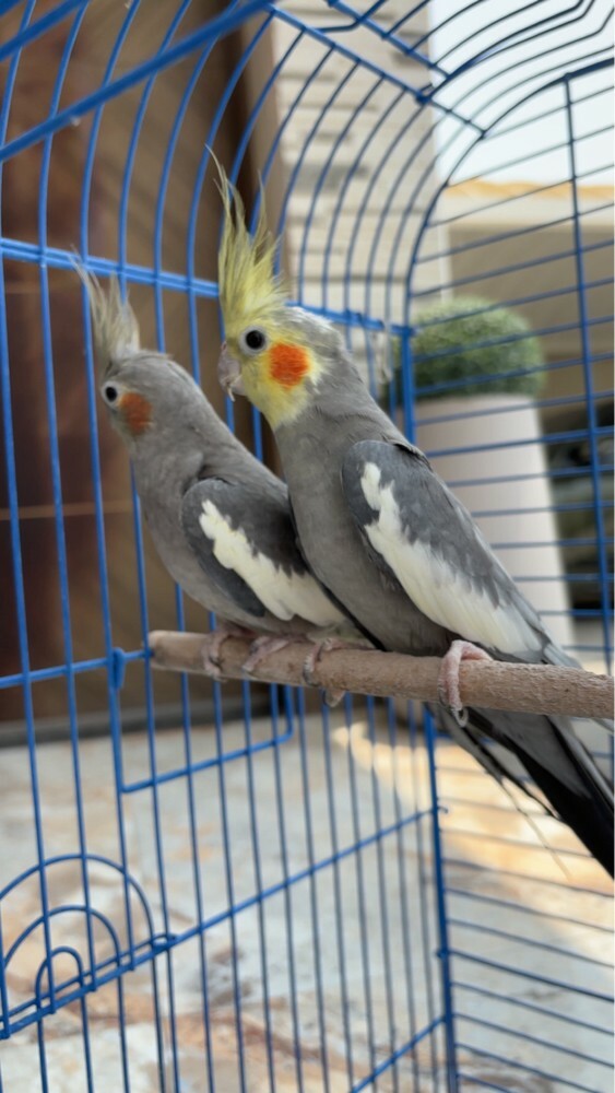 cocktail breeding pair - 1