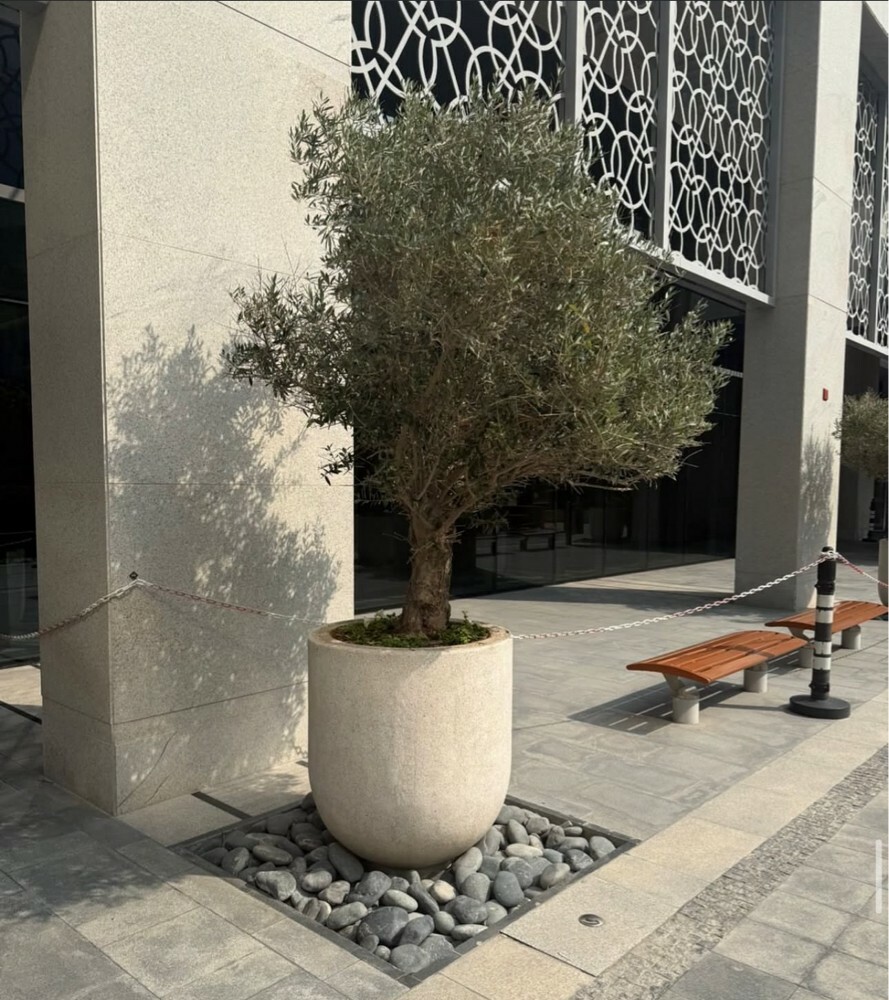 زراعة أشجار ونخيل .. - 1