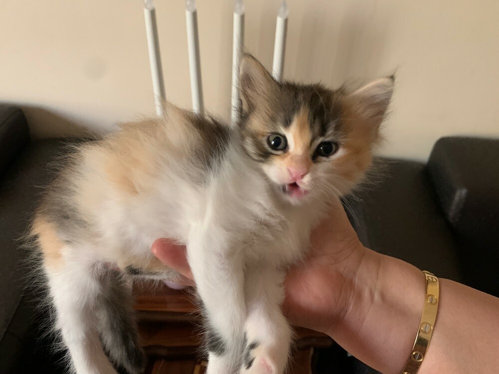 female kitten  - 3