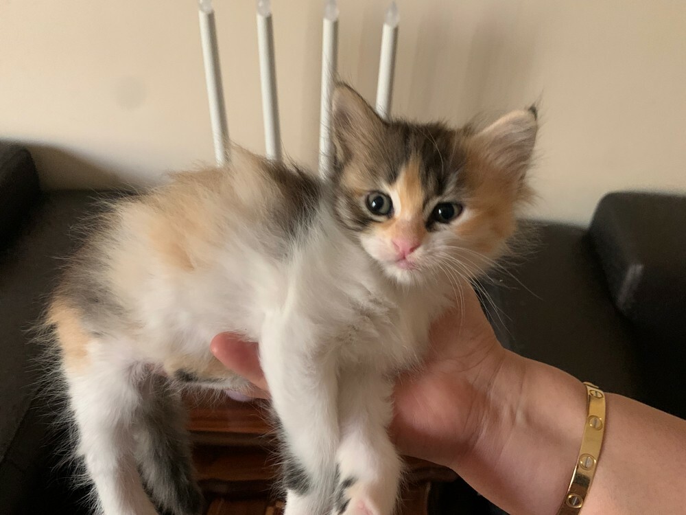 female kitten  - 1