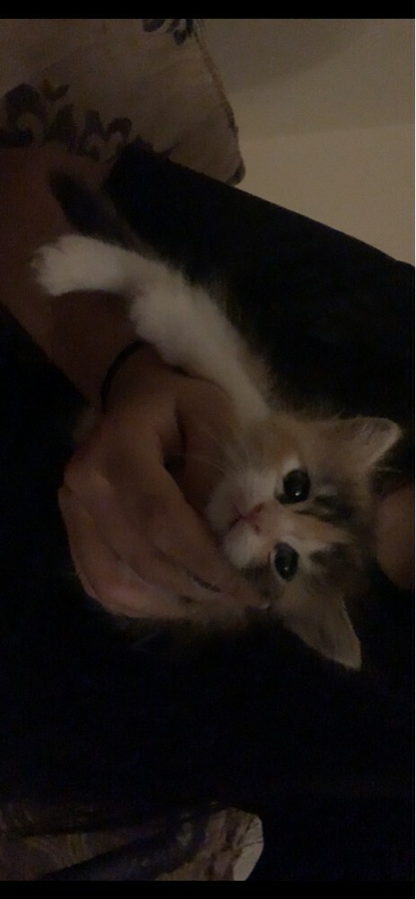female kitten  - 2