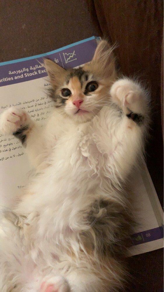 female kitten  - 4