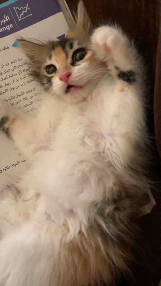 female kitten  - 5