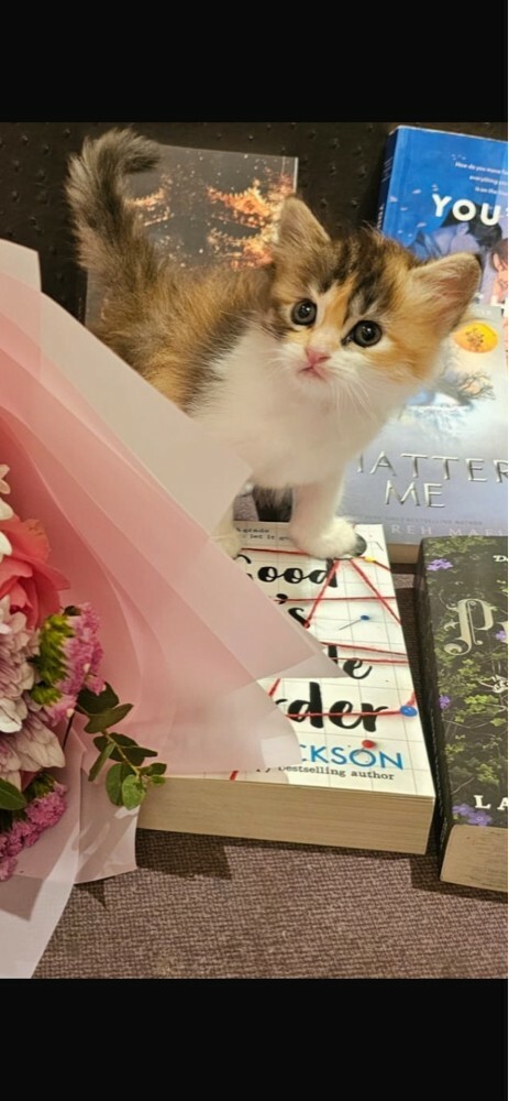 female kitten  - 7