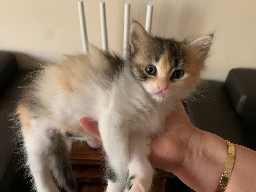 female kitten  - 6