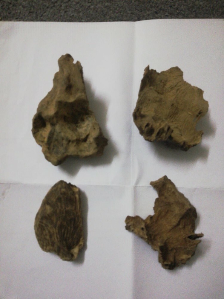 ceylani oud - 2