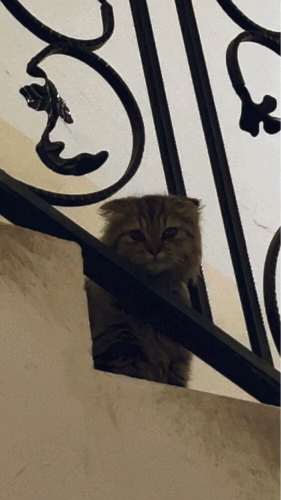 قطه على ما أظن أنها شيراز - 2
