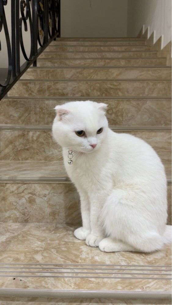 cat - 1