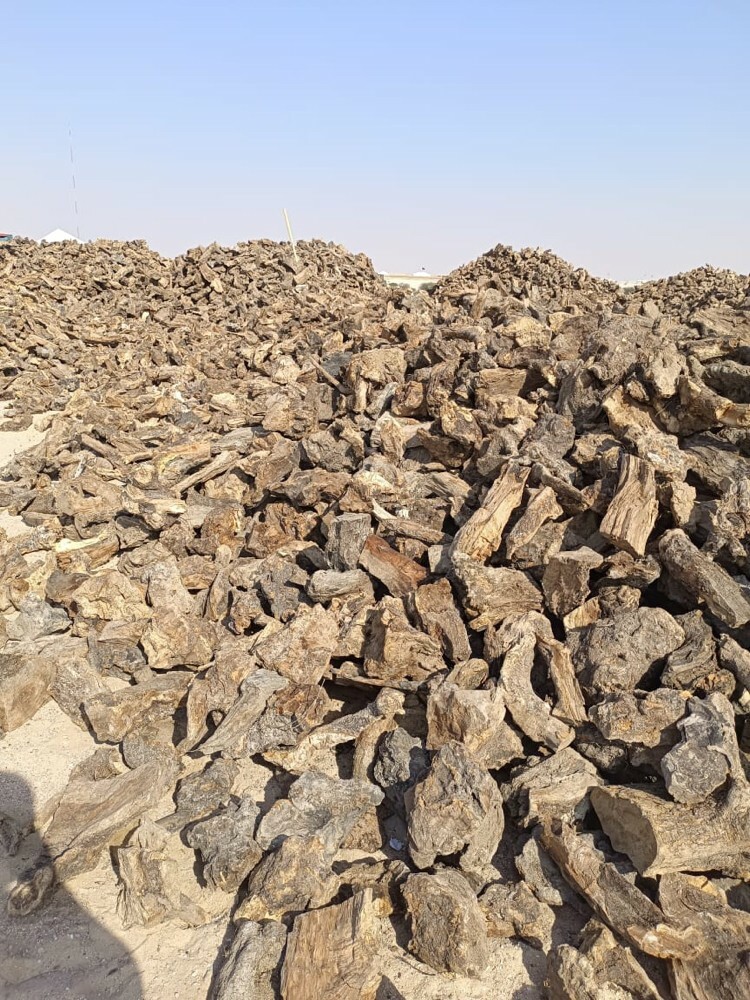 حطب زيتون اسباني مستورد  - 3