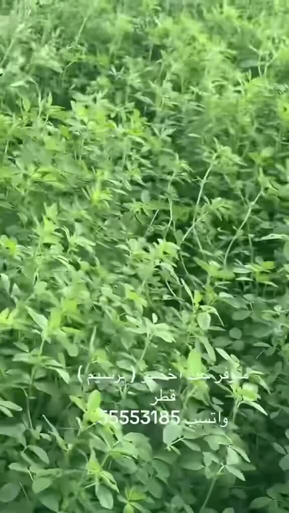برسيم اخضر جت - قطر متوفر توصيل - 2