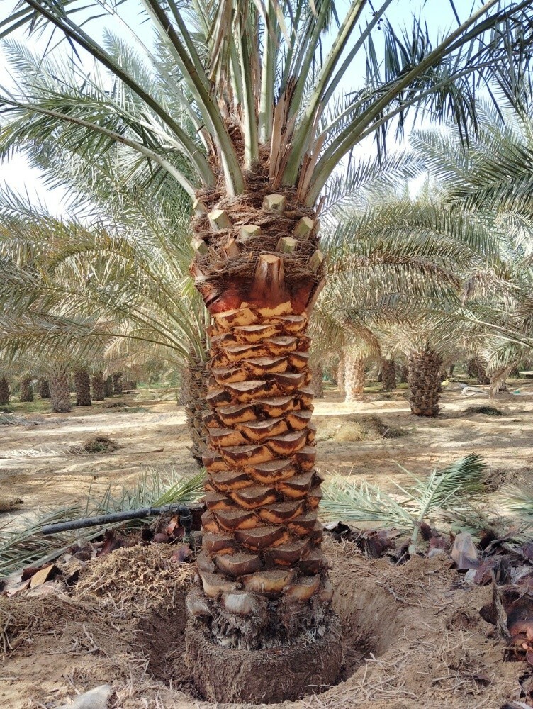 لتكريب النخيل 55079950 - 5