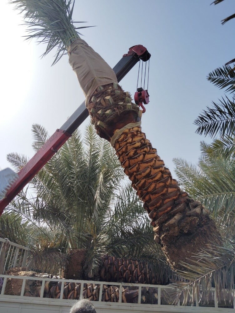 لتكريب النخيل 55079950 - 4