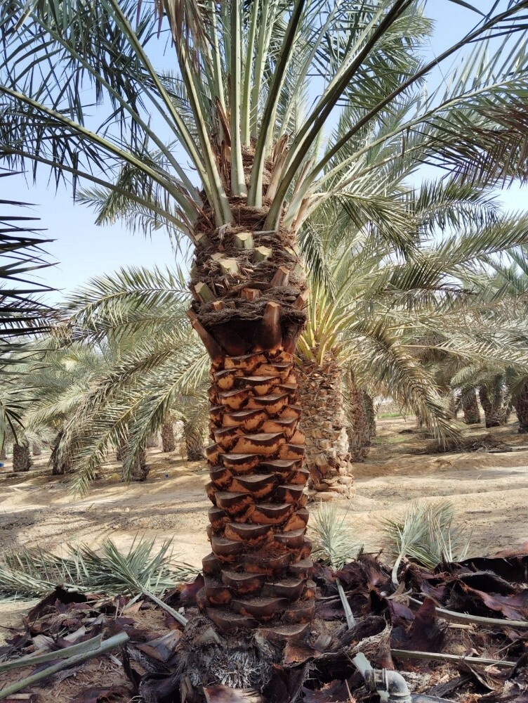 لتكريب النخيل 55079950 - 3