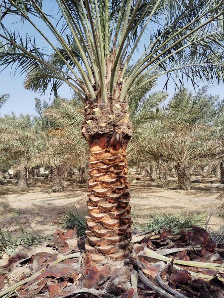 لتكريب النخيل 55079950 - 6