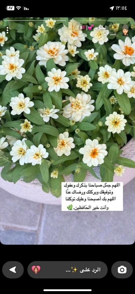 العنايه بالحديقة - 5