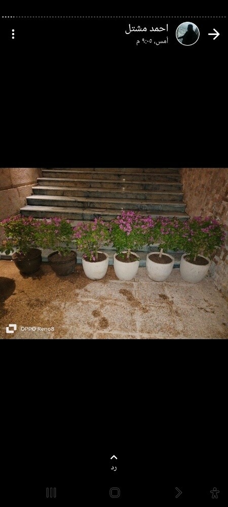 بذور وشتلات - 6