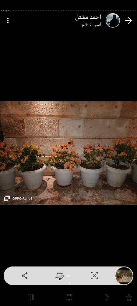 بذور وشتلات - 4