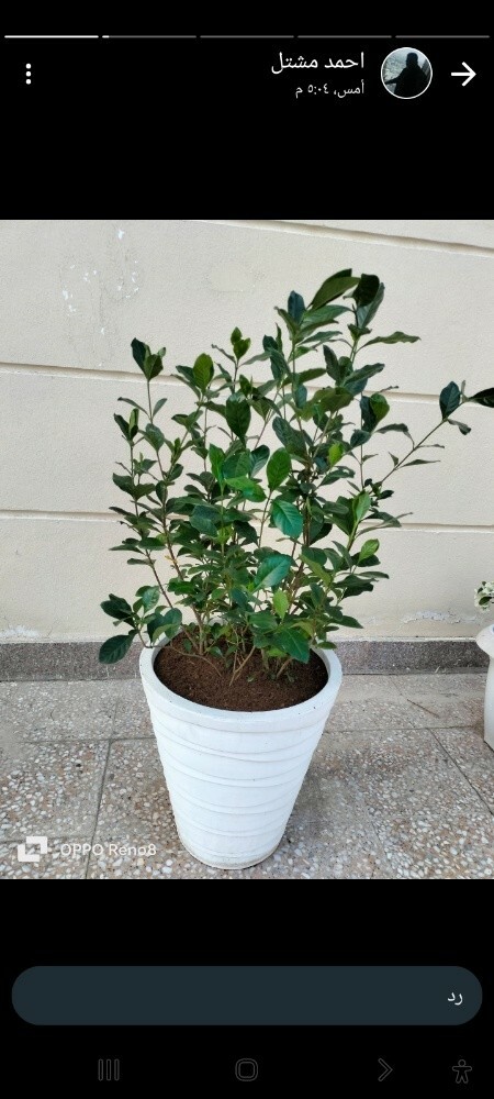 بذور وشتلات - 5