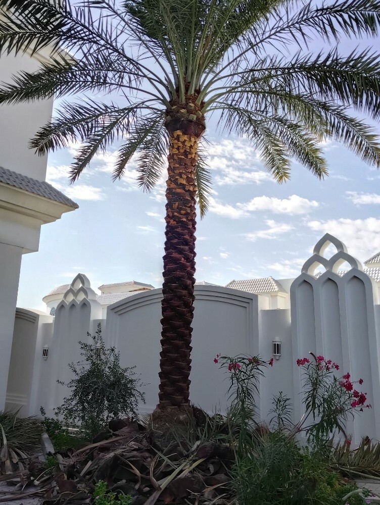 نخيل اخلاص ممتاز - 5