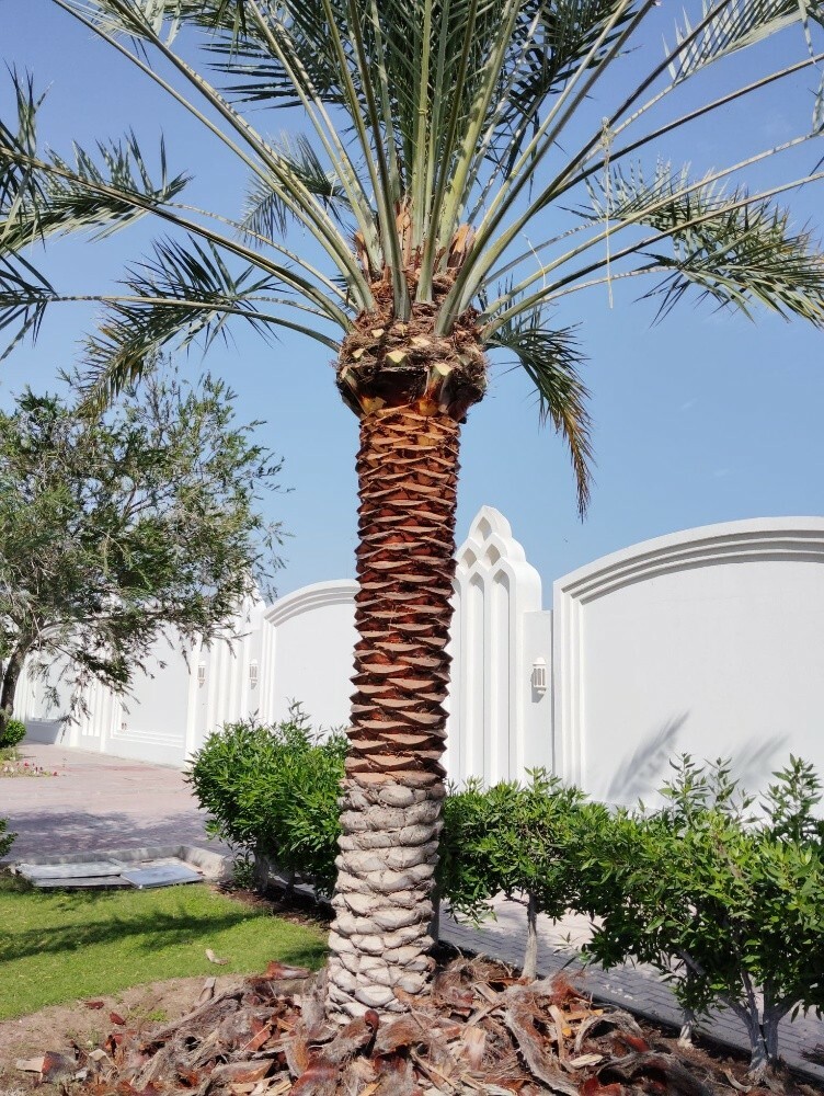 نخيل اخلاص ممتاز - 4