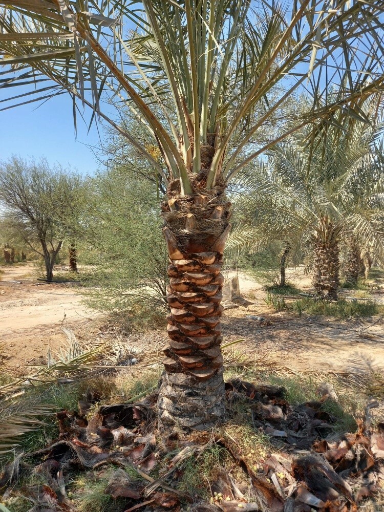 العناية بالحديقة - 2