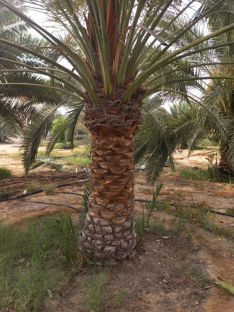 العناية بالحديقة - 4