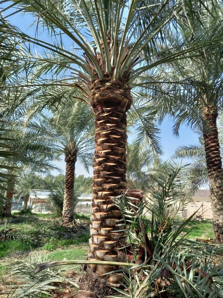 العناية بالحديقة - 6