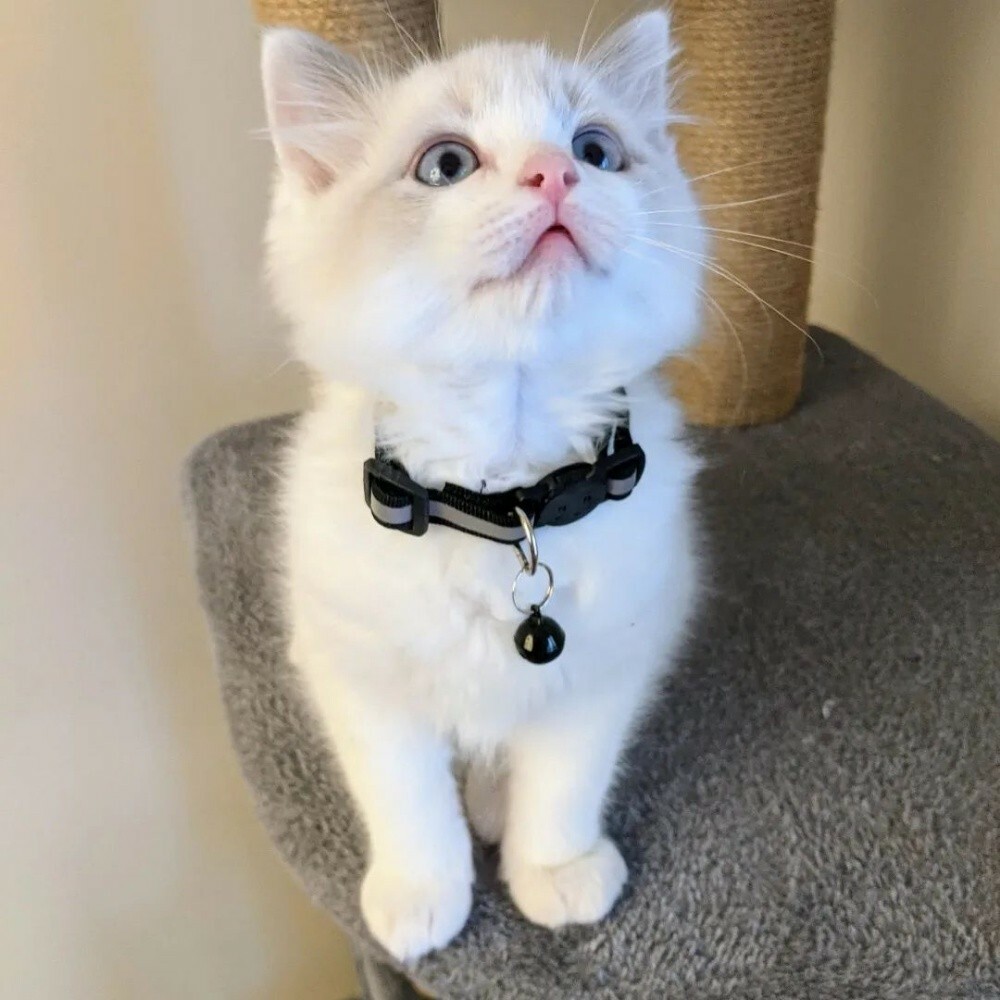 Ragdoll Kitten - 2