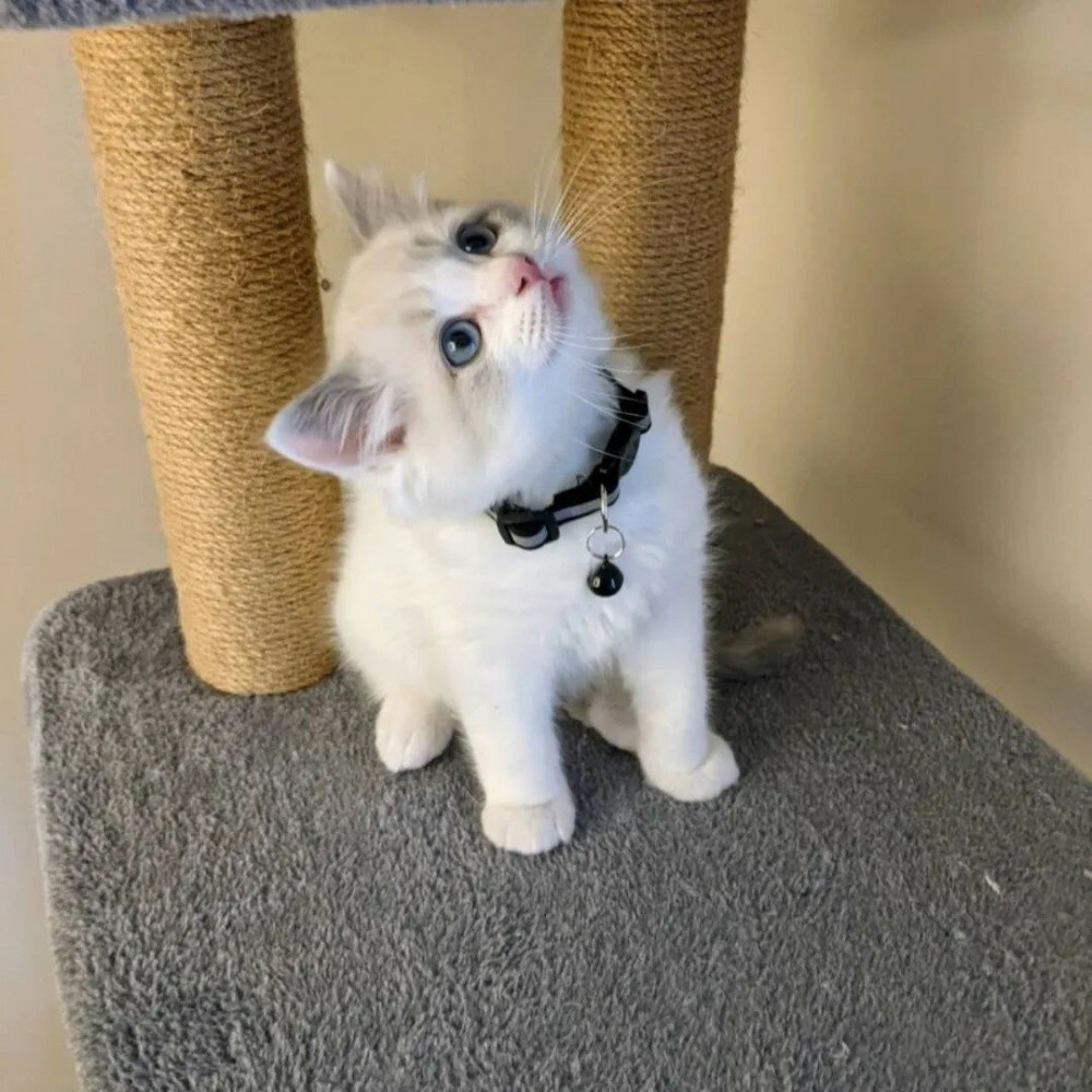 Ragdoll Kitten - 4