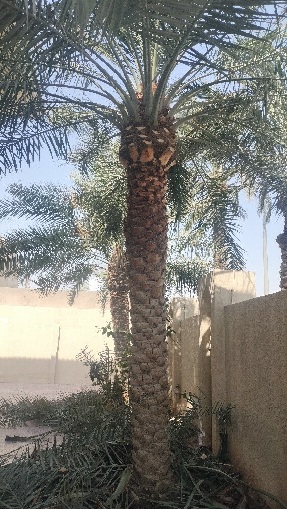 دواء للنخيل والاشجار - 2