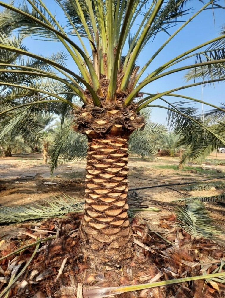 نخيل - 5