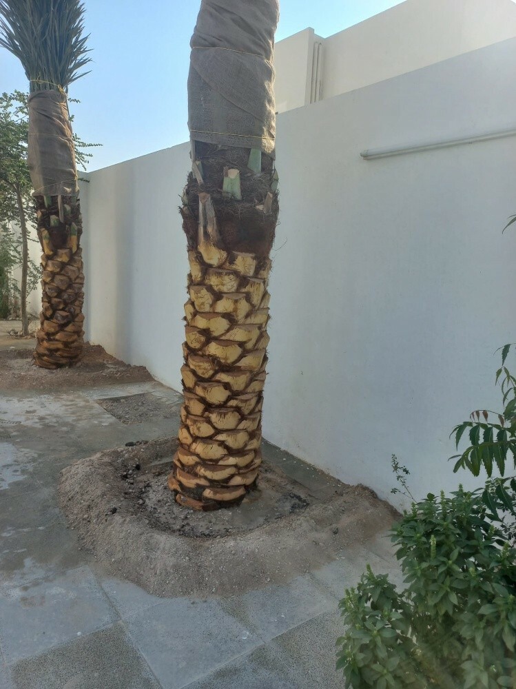 نخيل - 4