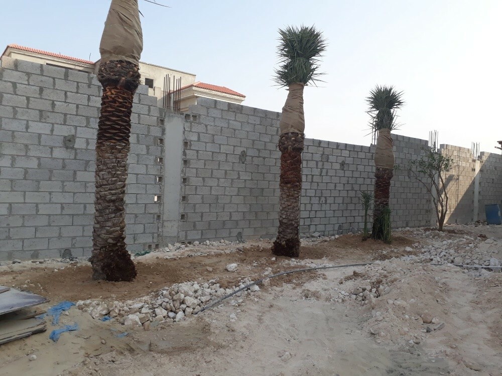 نخيل - 2