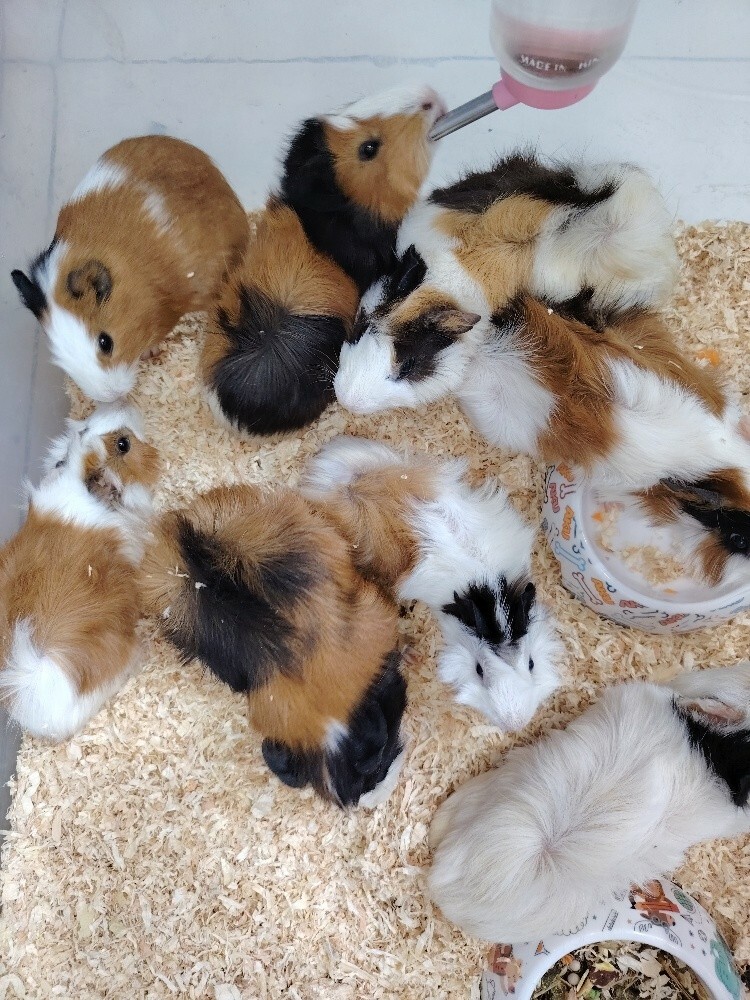 gunia pig - 3