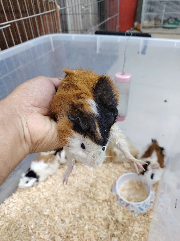 gunia pig - 2