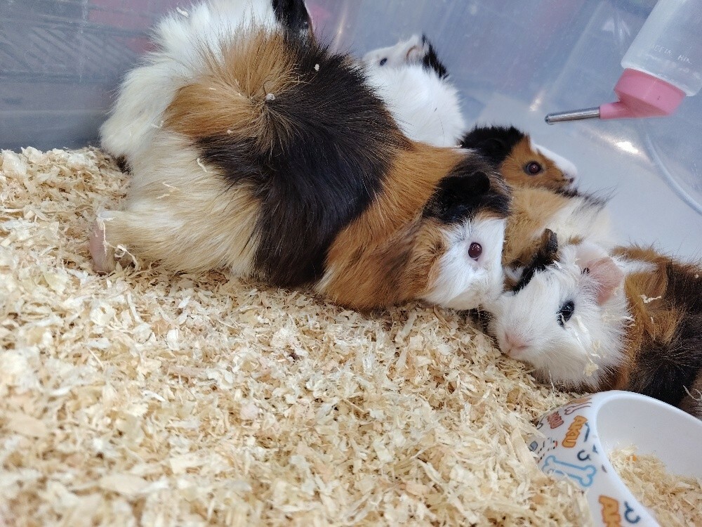 gunia pig - 5