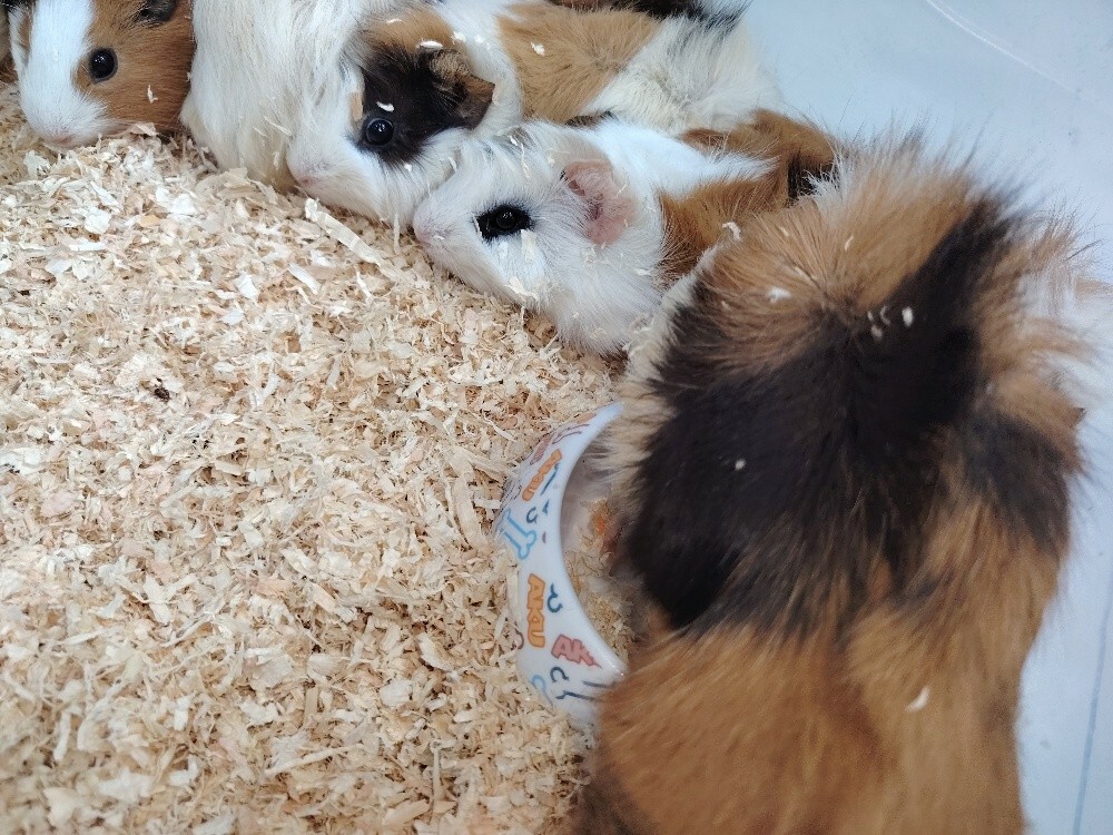 gunia pig - 4