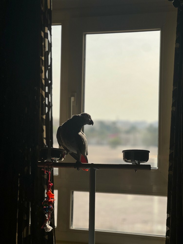 lost bird at Alkaraityat - 1