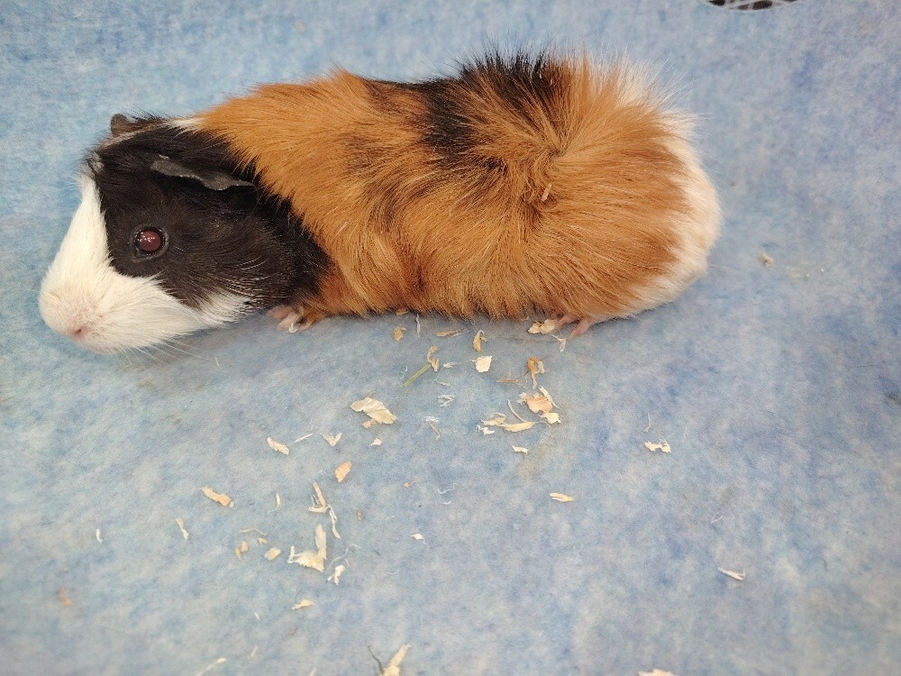 gunia pig - 1