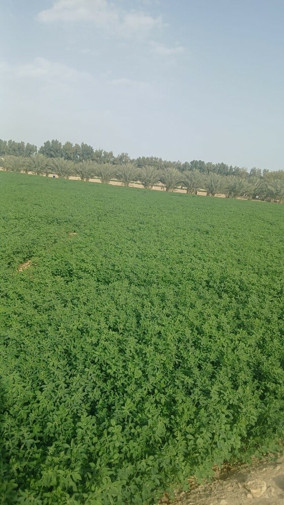 مزارع - 1