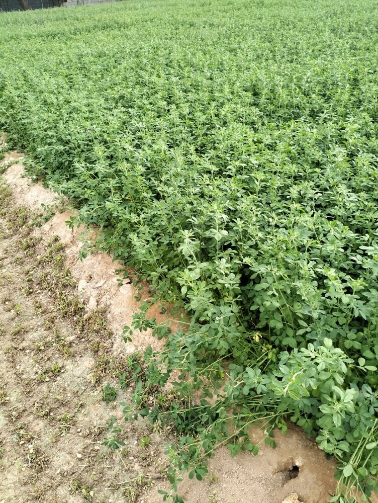 مزارع - 3
