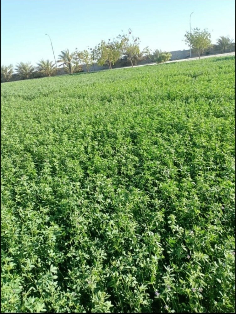 مزارع - 5