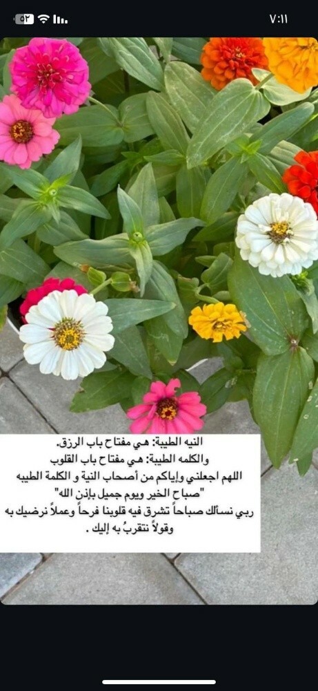 بذور وشتلات - 3