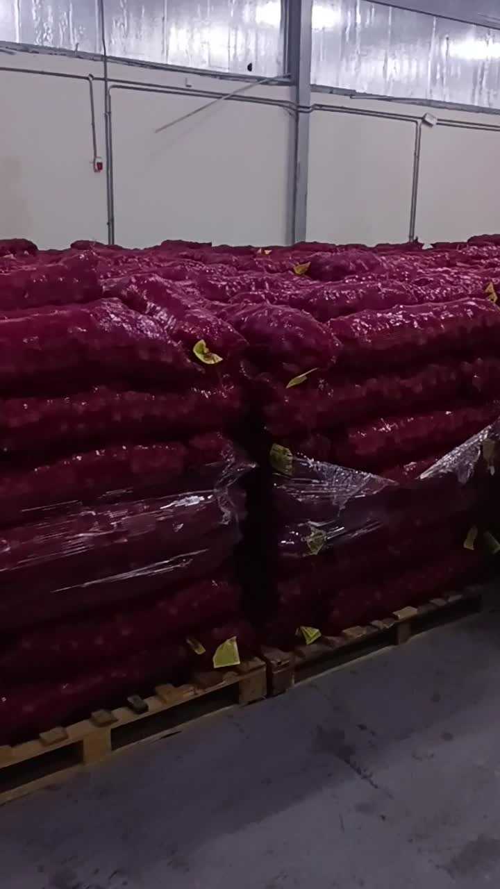 ONION - 8