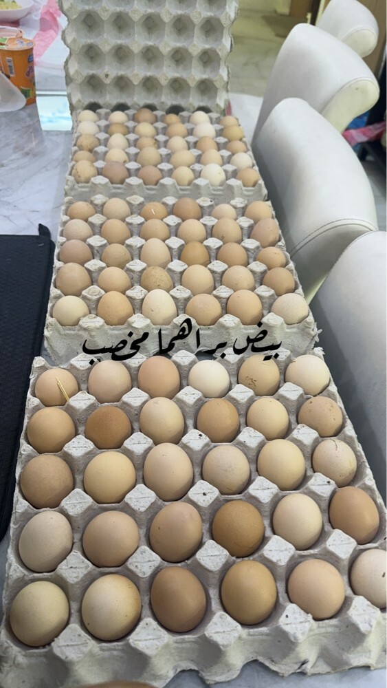 ديك براهما مجاني  - 11