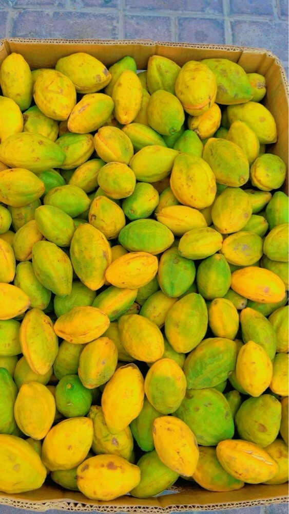 توت لوز ورطب  - 5