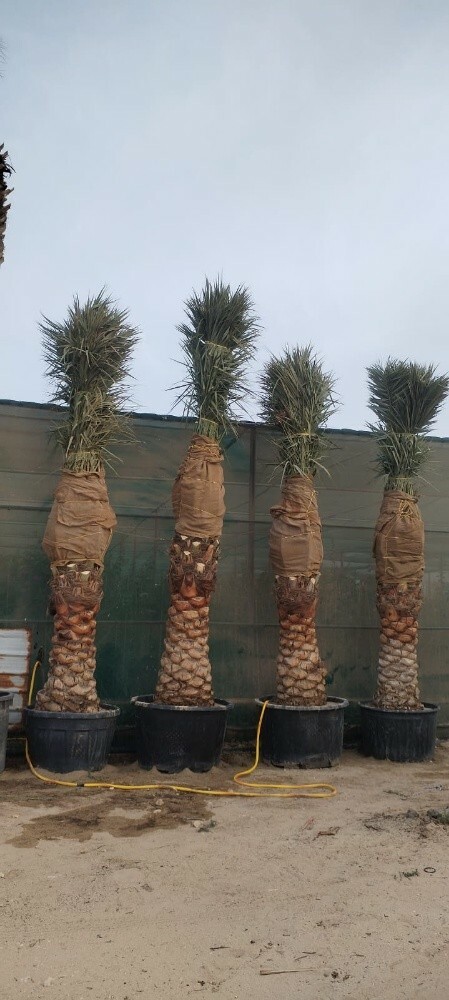 عمل شبكات الري الحديثه. 55079950 - 6