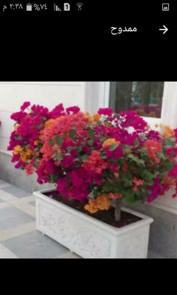 مصمم حدائق 55079950 - 9